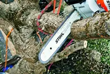 Podas y talas Talas y podas