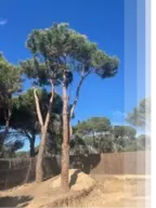 Podas y talas de árboles